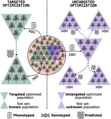 Training set optimization is a feasible alternative for perennial orphan crop domestication and germplasm management: an Acrocomia aculeata example